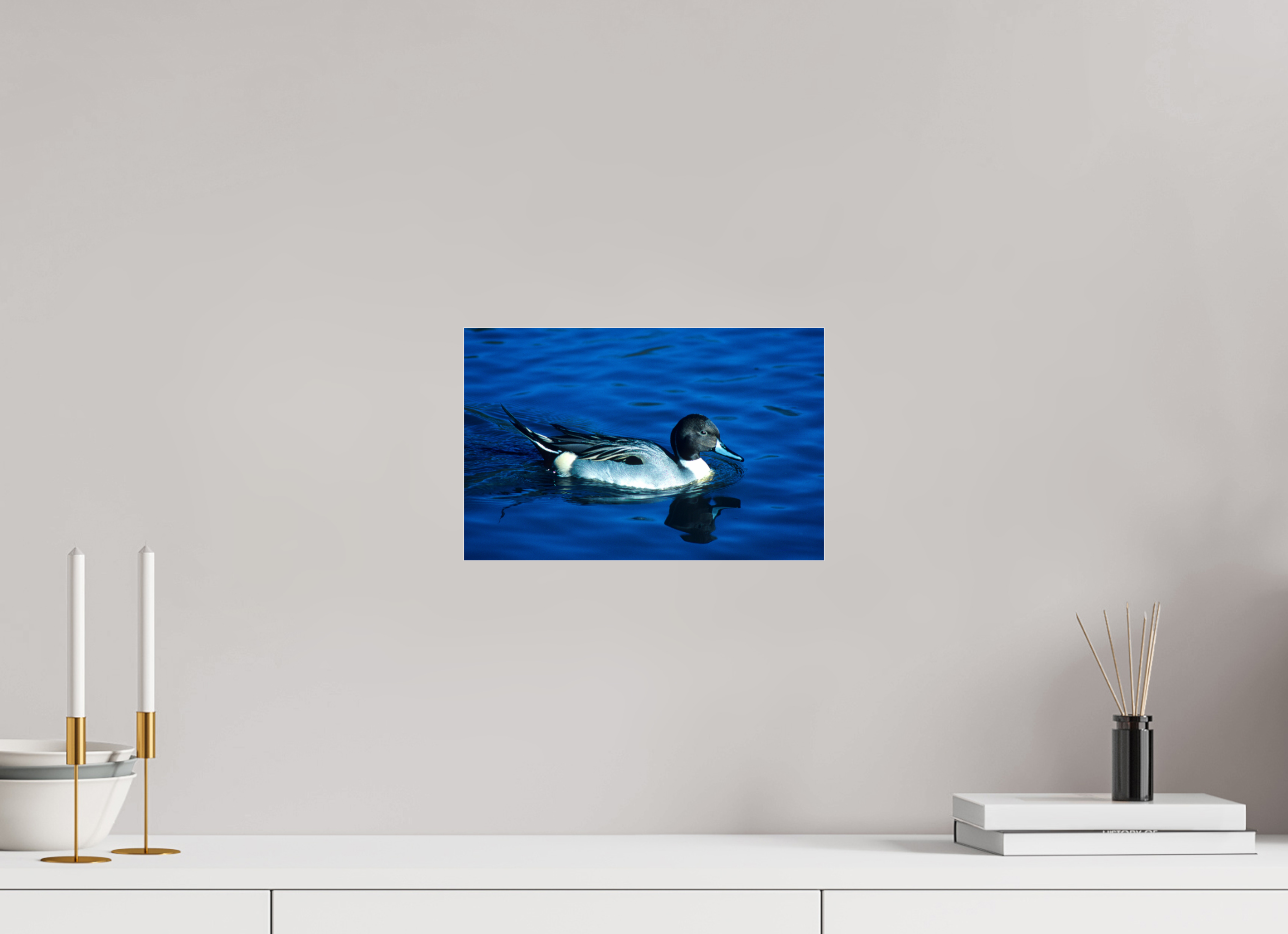 12.4 x 8″, Photo Print Under Acrylic Glass Pintail Duck - Lake