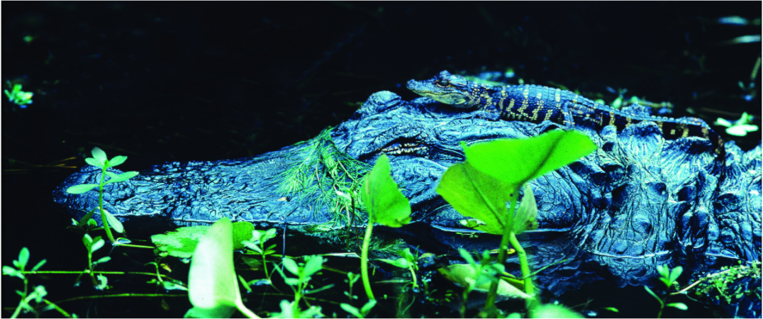 Main image Mama Gator w/ Baby - Photo under Acrylic Glass