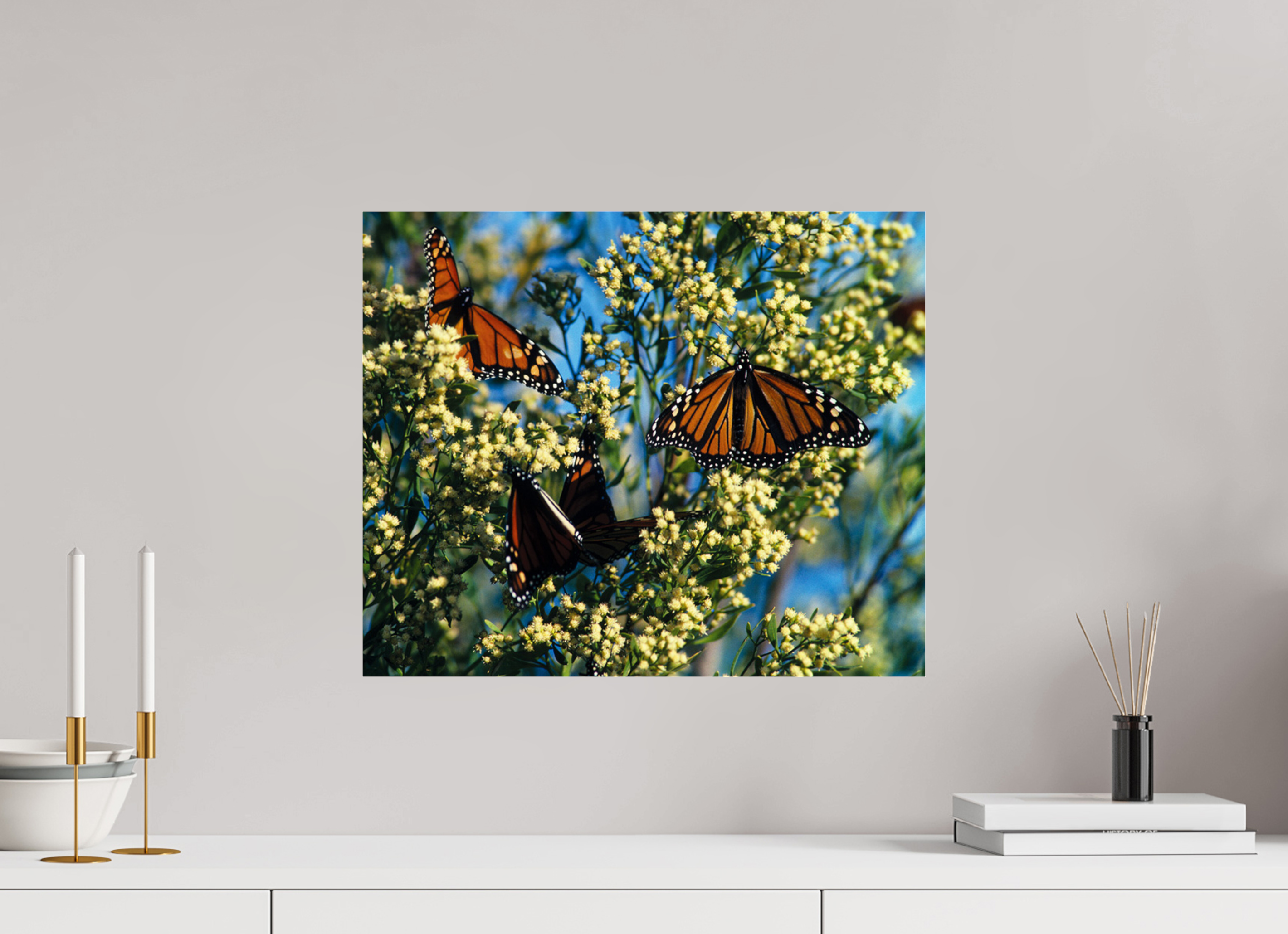 19.3 x 16″, Photo Print Under Acrylic Glass Butterfly Migration - Blakeley Island - Photo under Acrylic Glass