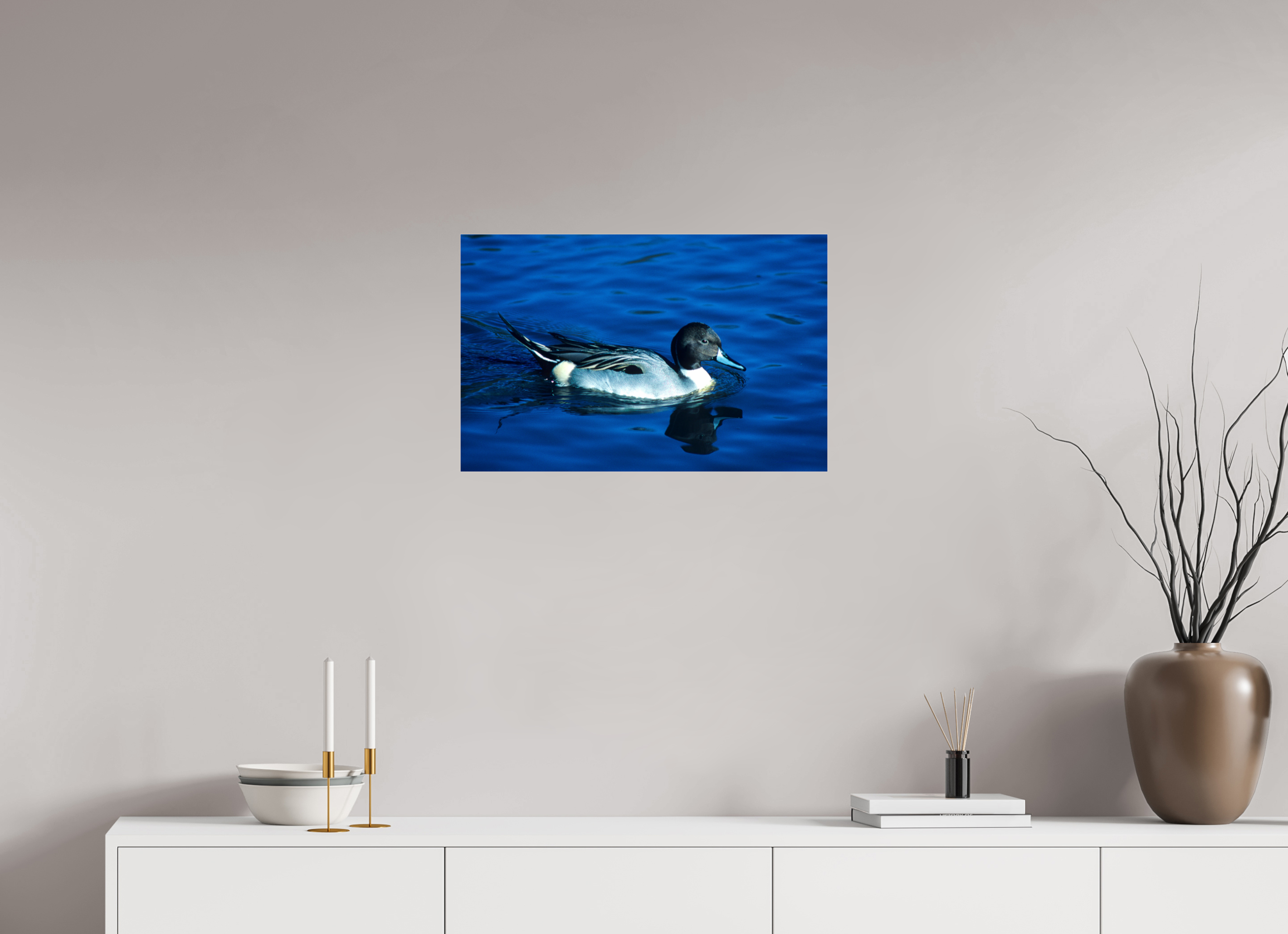 24.7 x 16″, Photo Print Under Acrylic Glass Pintail Duck - Lake