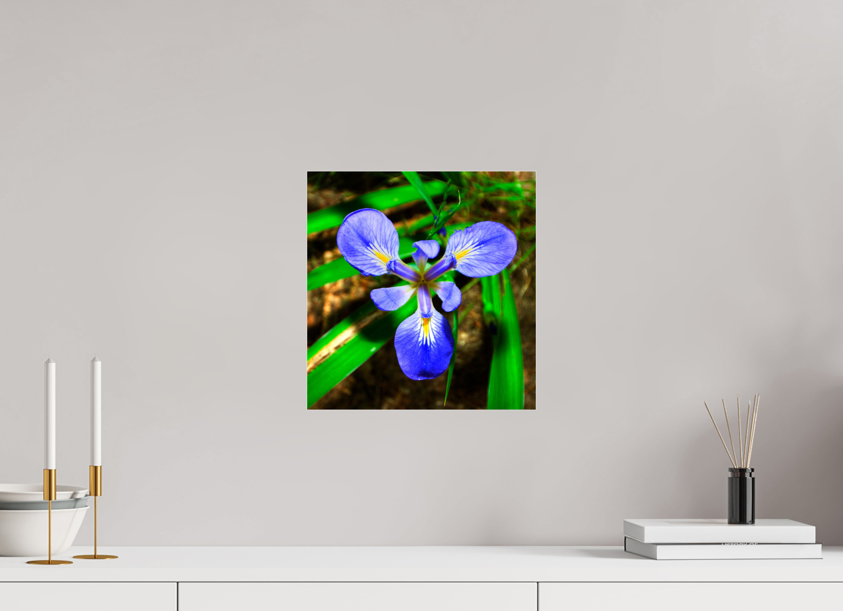 12 x 12.5″, Photo Print Under Acrylic Glass Blue Flag Iris - Photo under Acrylic Glass