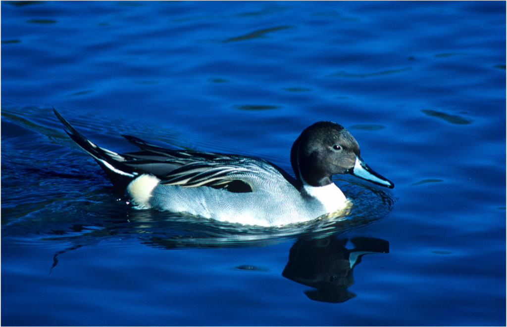 Main image Pintail Duck - Lake