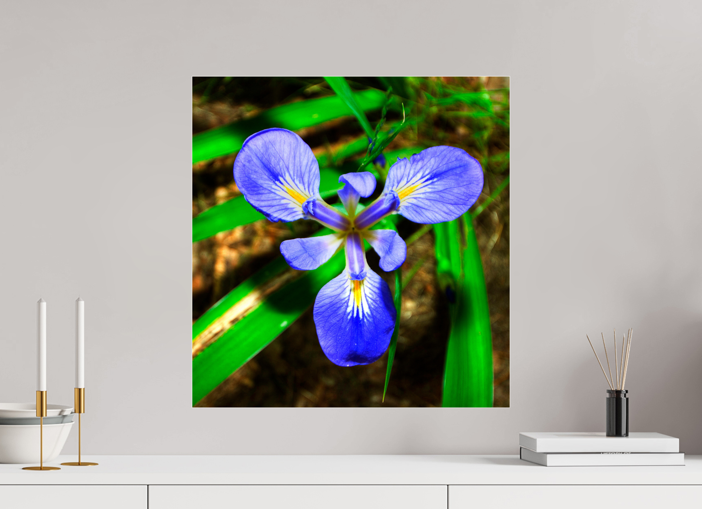 20 x 20.9″, Photo Print Under Acrylic Glass Blue Flag Iris - Photo under Acrylic Glass