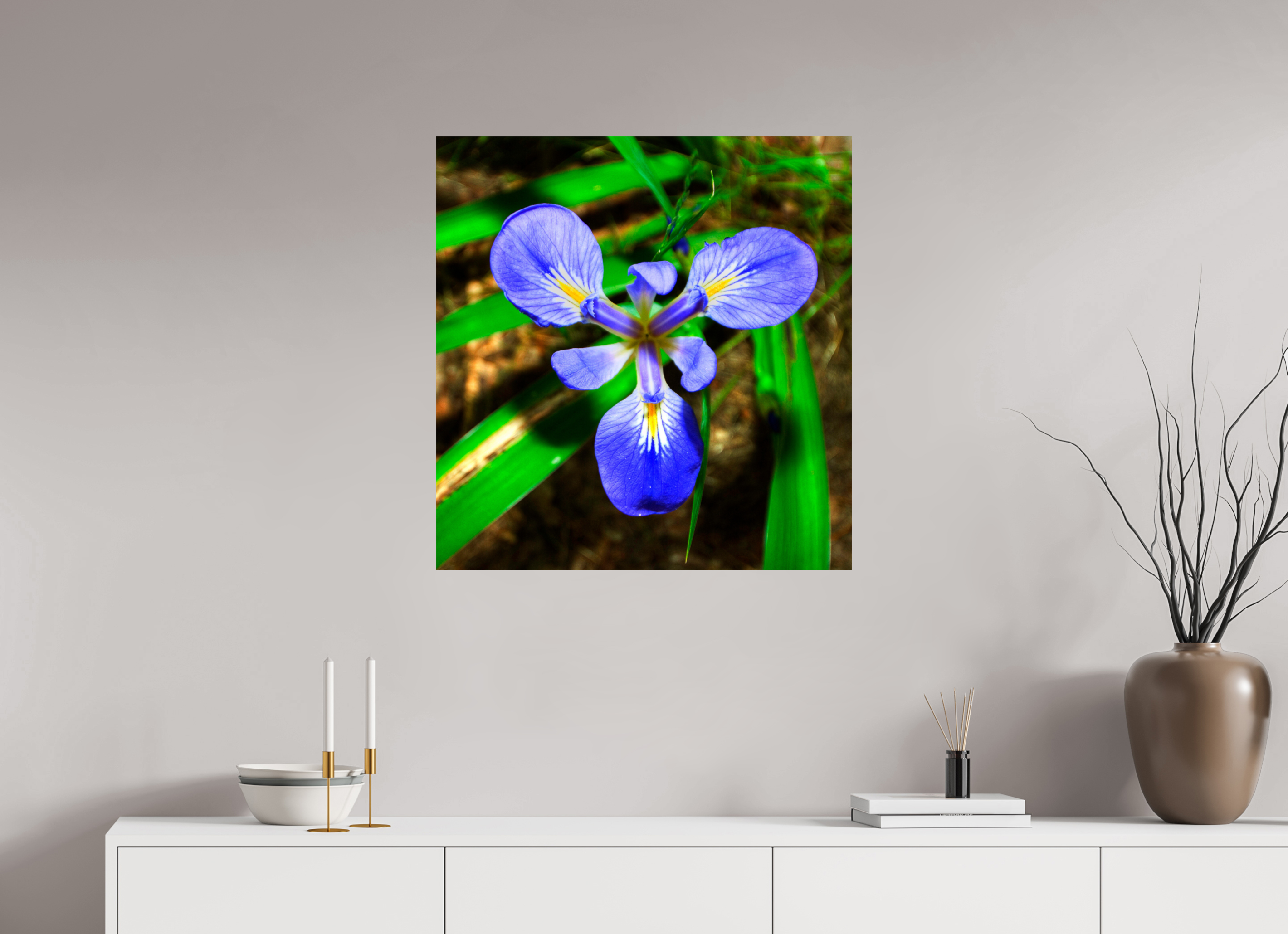 28 x 29.2″, Photo Print Under Acrylic Glass Blue Flag Iris - Photo under Acrylic Glass
