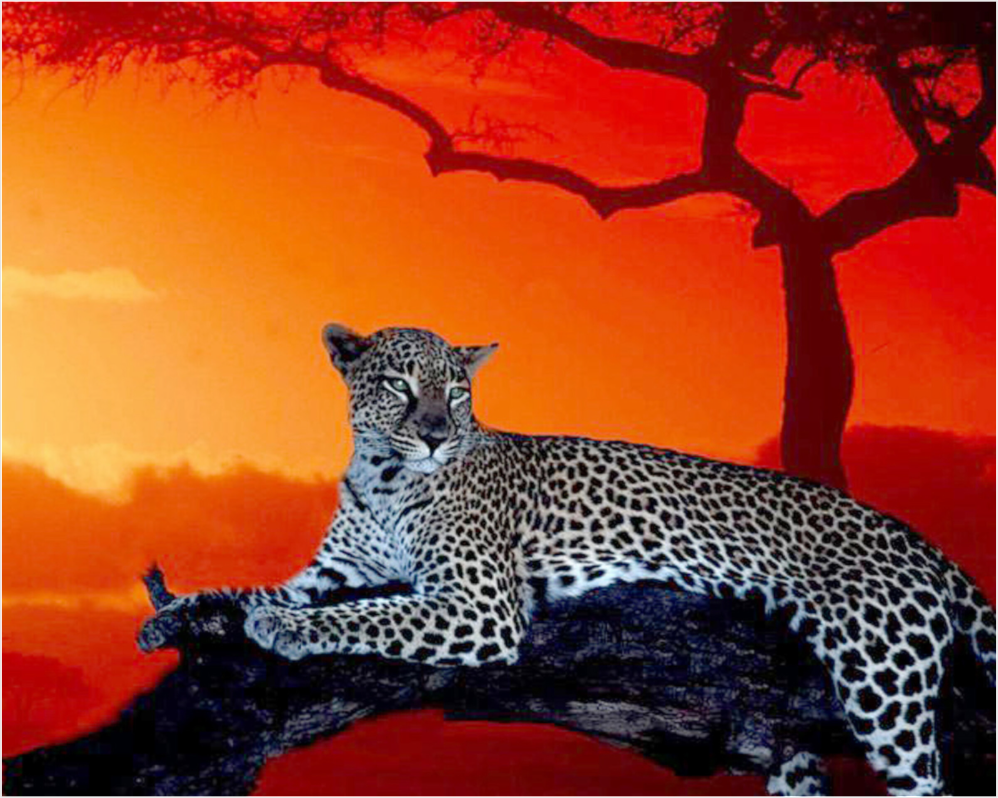 Main image Leopard Sunset in Africa