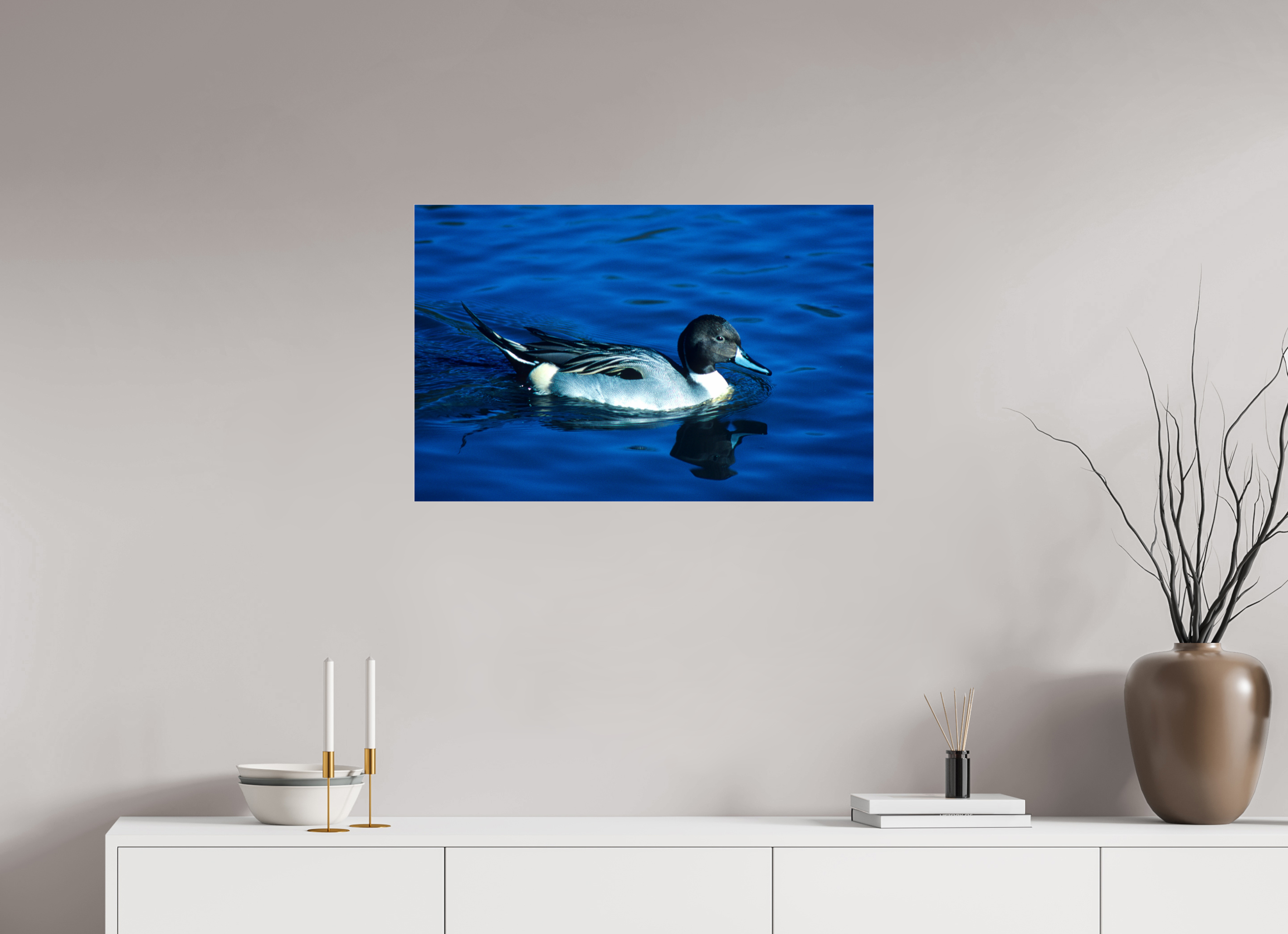 30.9 x 20″, Photo Print Under Acrylic Glass Pintail Duck - Lake