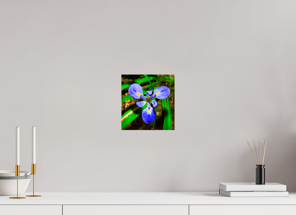 8 x 8.3″, Photo Print Under Acrylic Glass Blue Flag Iris - Photo under Acrylic Glass