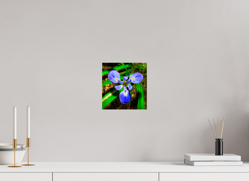 8 x 8.3″, Photo Print Under Acrylic Glass Blue Flag Iris - Photo under Acrylic Glass