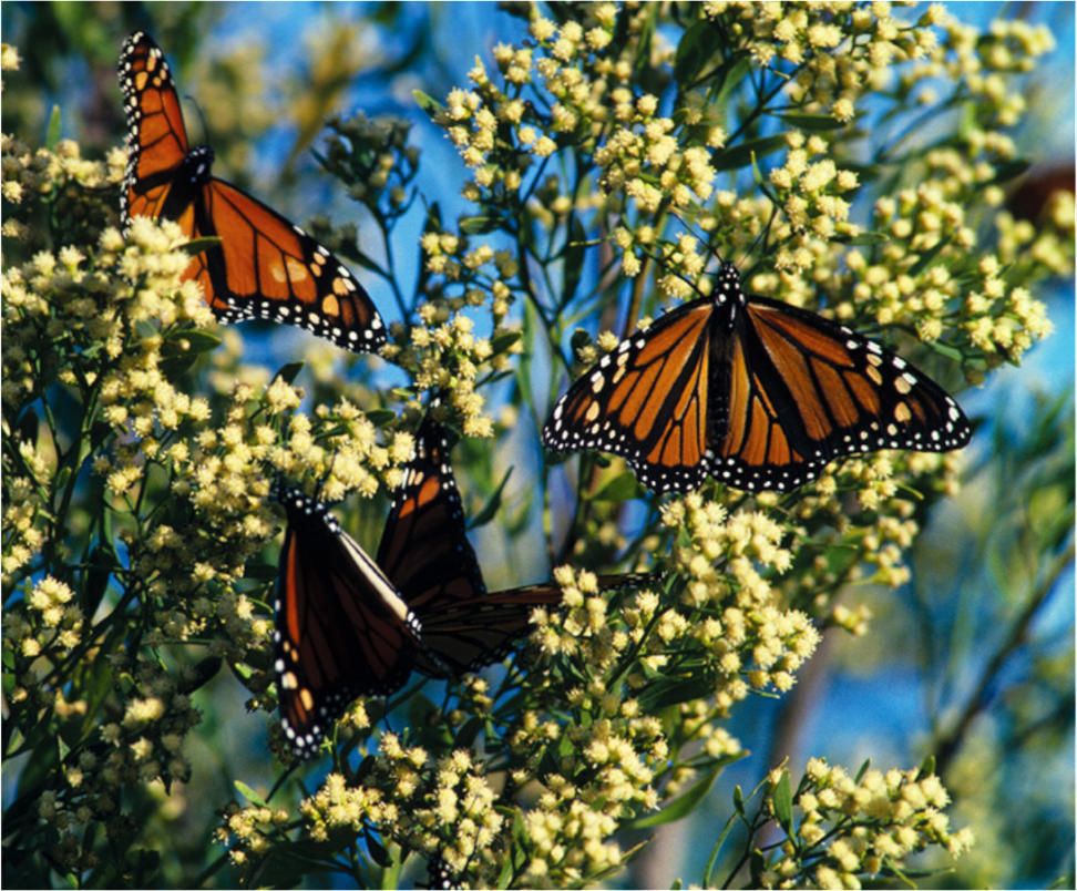 Main image Butterfly Migration - Blakeley Island - Photo under Acrylic Glass