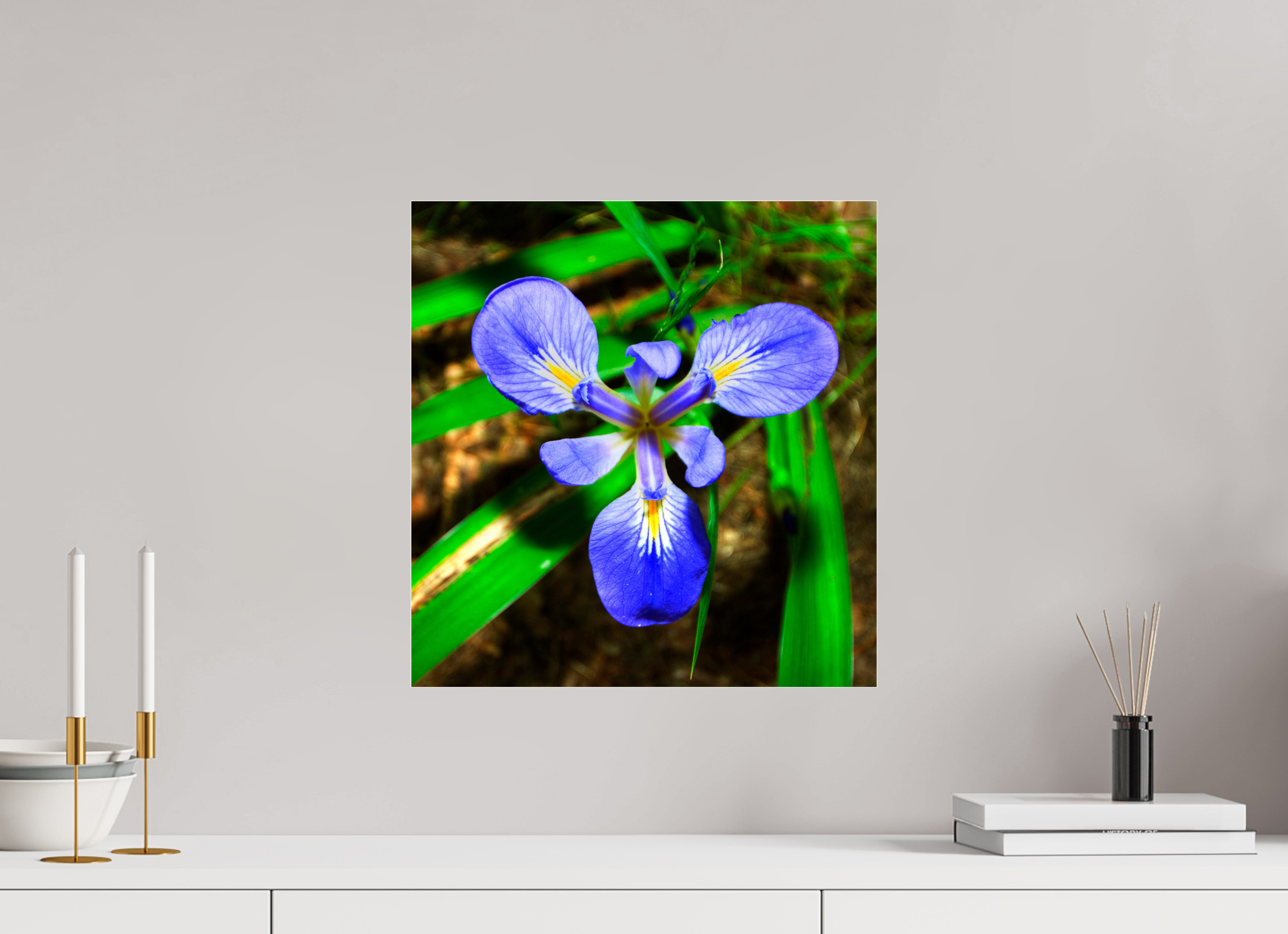 16 x 16.7″, Photo Print Under Acrylic Glass Blue Flag Iris - Photo under Acrylic Glass