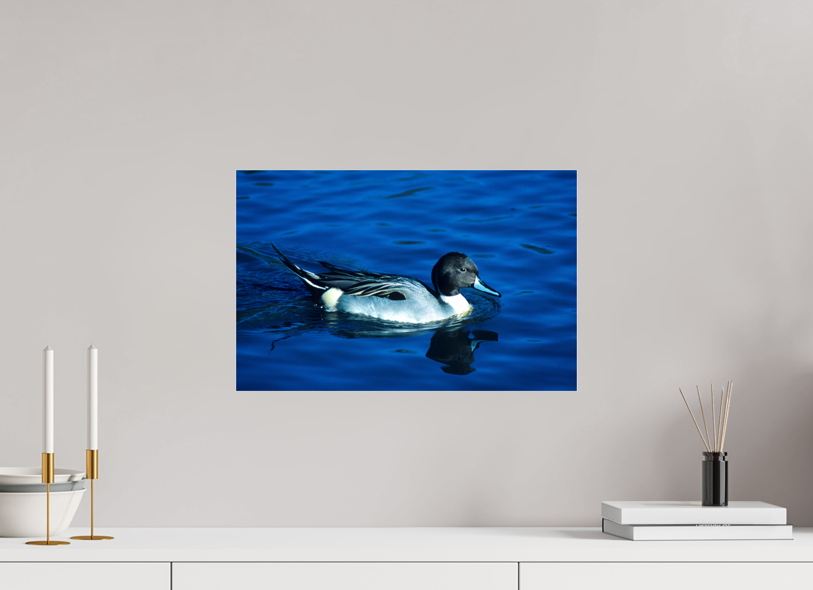18.5 x 12″, Photo Print Under Acrylic Glass Pintail Duck - Lake