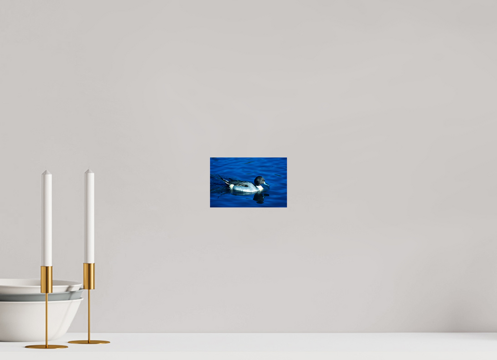 6.2 x 4″, Photo Print Under Acrylic Glass Pintail Duck - Lake