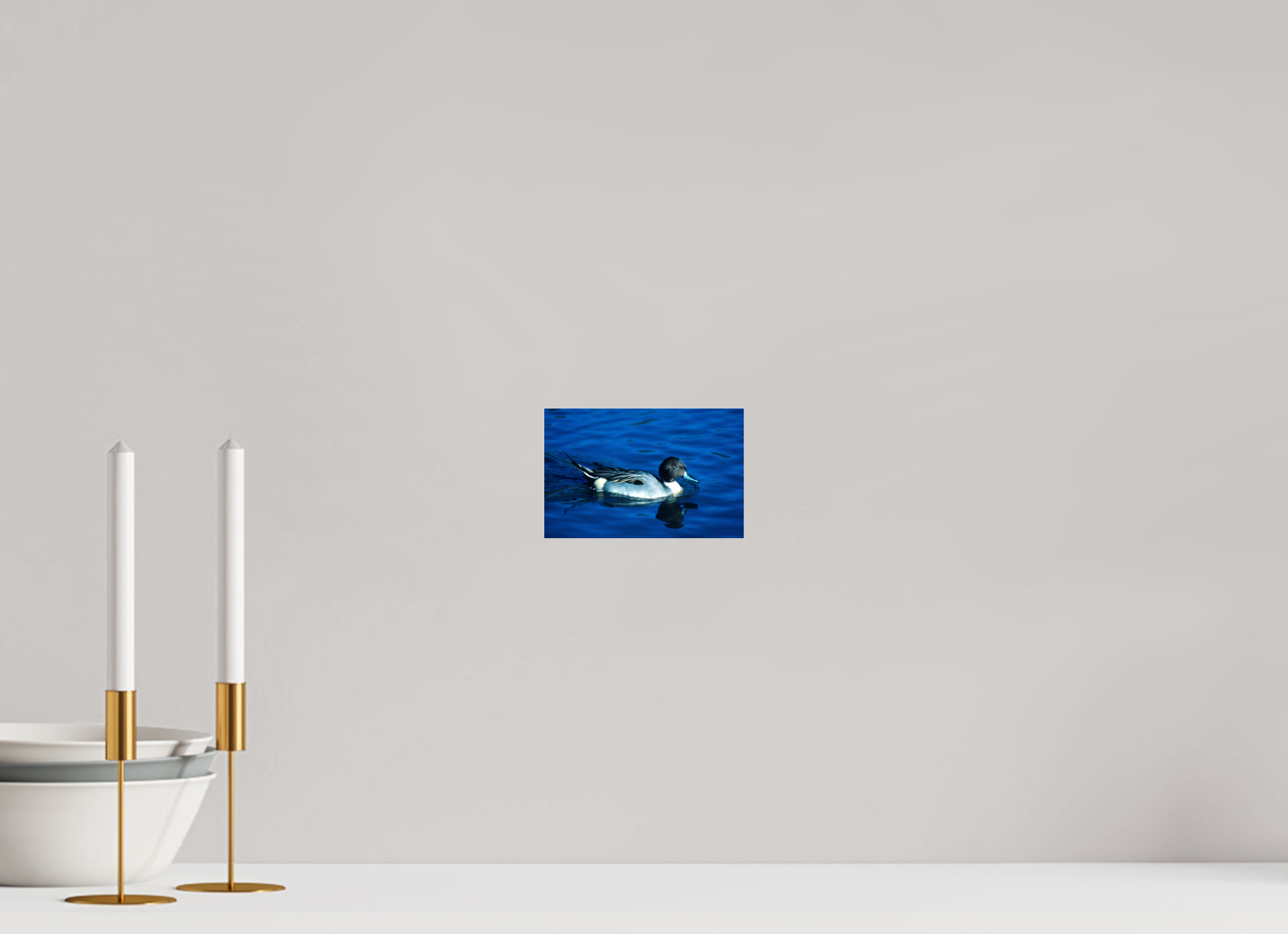 6.2 x 4″, Photo Print Under Acrylic Glass Pintail Duck - Lake