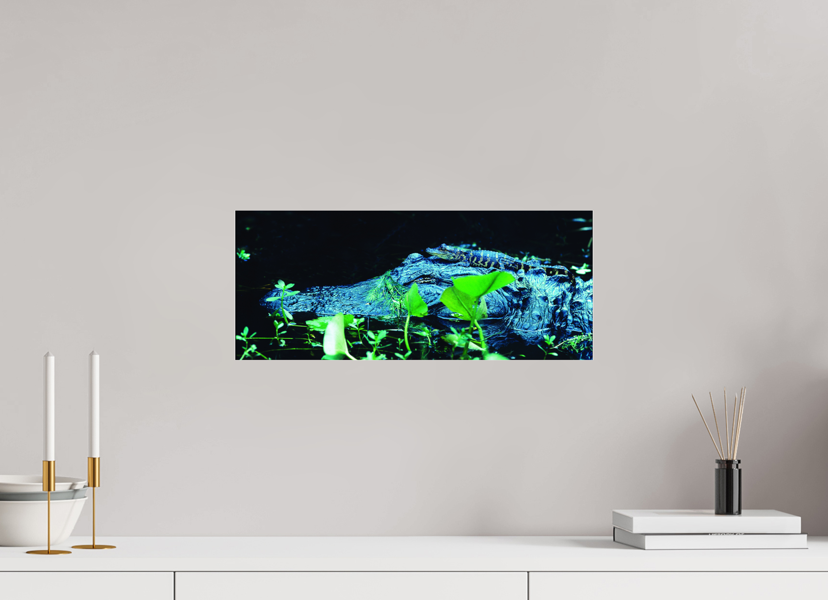19.1 x 8″, Photo Print Under Acrylic Glass Mama Gator w/ Baby - Photo under Acrylic Glass