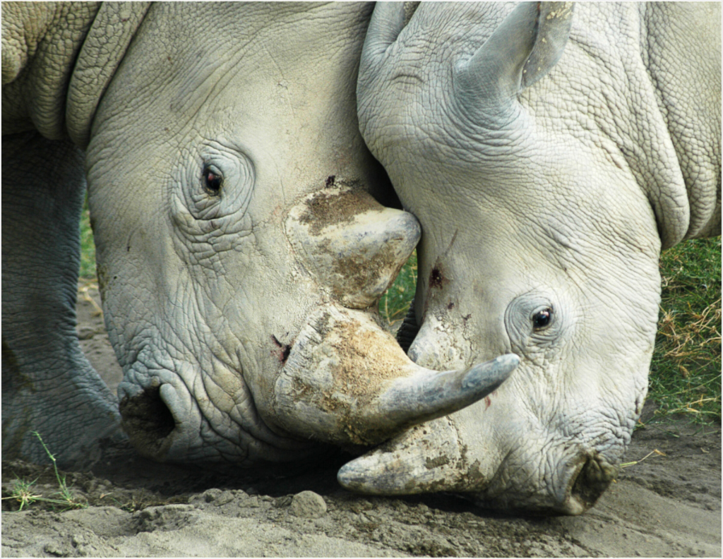 Main image Rhino Battle under Acrylic Glass