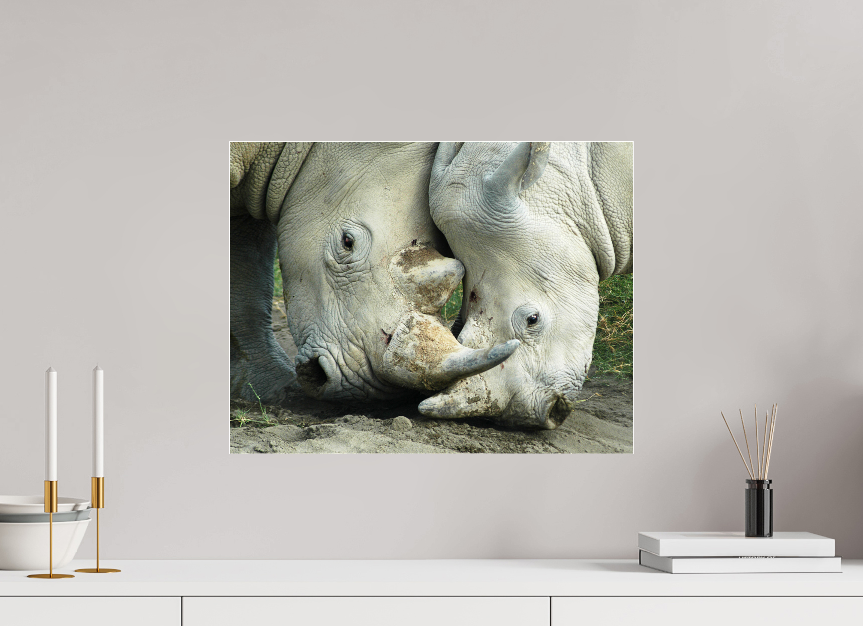 20.7 x 16″, Photo Print Under Acrylic Glass Rhino Battle under Acrylic Glass