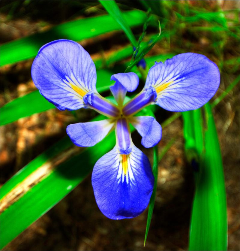 Main image Blue Flag Iris - Photo under Acrylic Glass